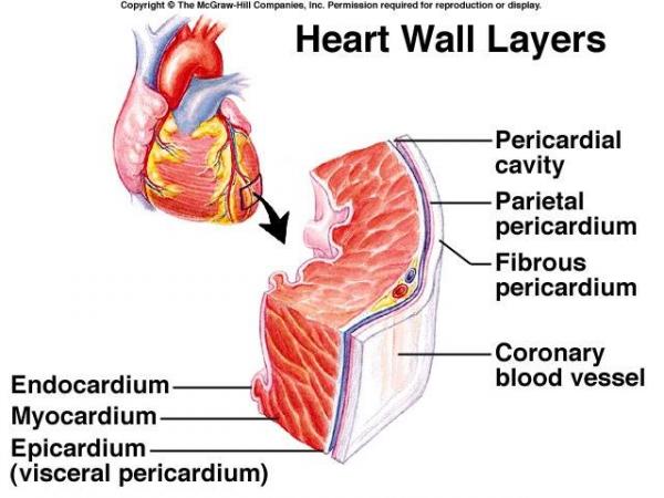 آناتومی قلب - دیوراه قلب