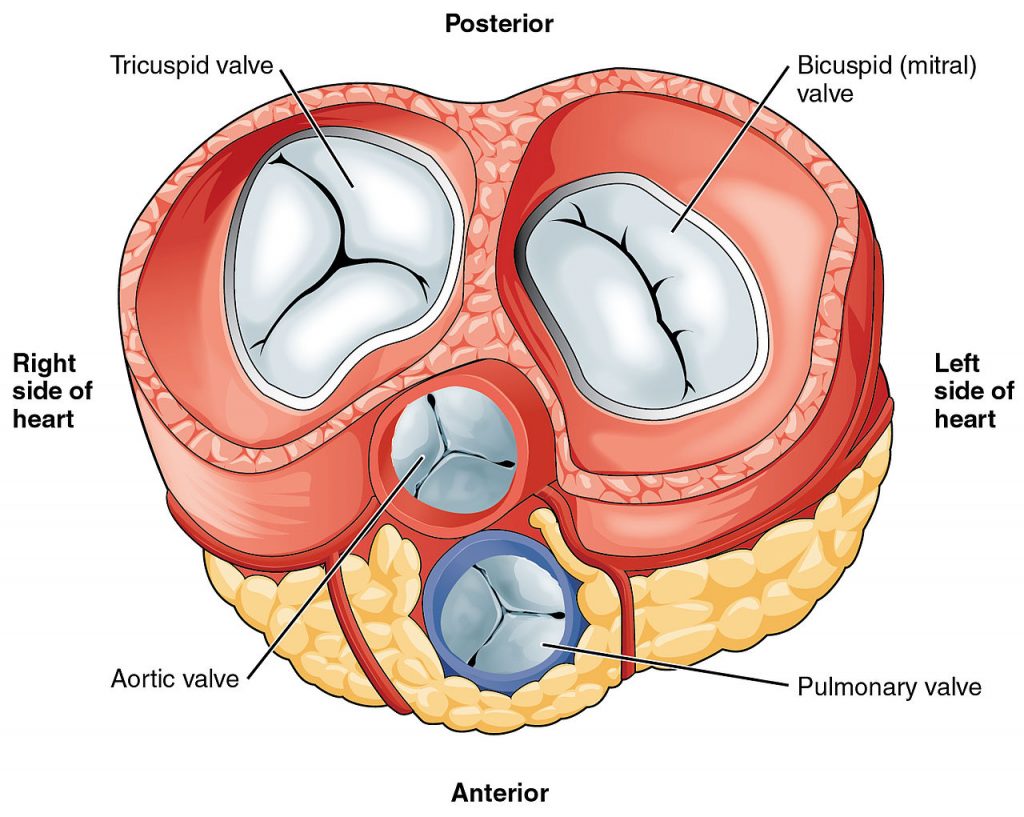 آناتومی قلب - دریچه های قلب