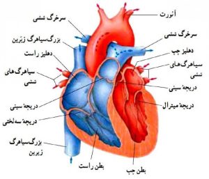 آناتومی قلب - حفره های قلب