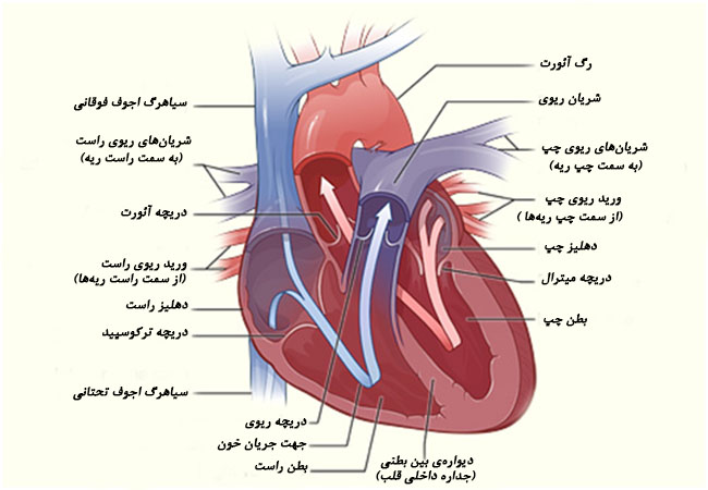عروق قلبی