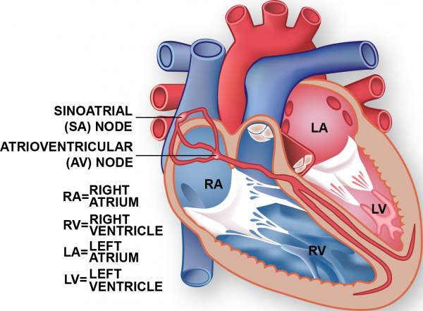 سیستم هدایت الکتریکی قلب