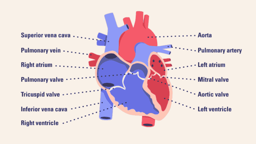 دیاگرام آناتومی قلب