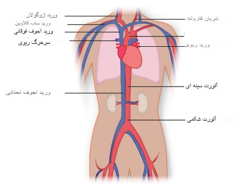 عروق تنه